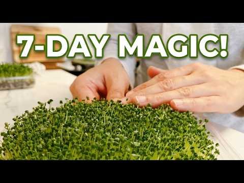 Grow Fresh Chia Microgreens in 7 Days with Just Paper Towels!
