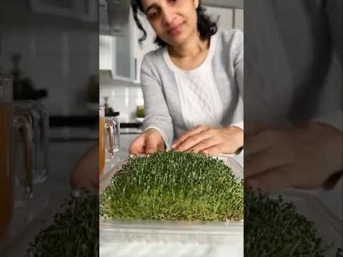 Regrowing Chia Microgreens in 7 Days