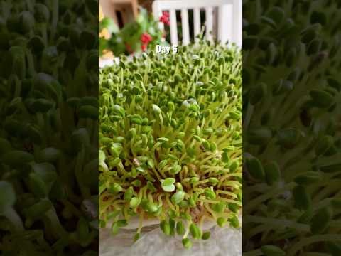 Chia Microgreens